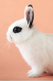 爆料：《堡垒之夜》下次联动皮肤为擎天柱